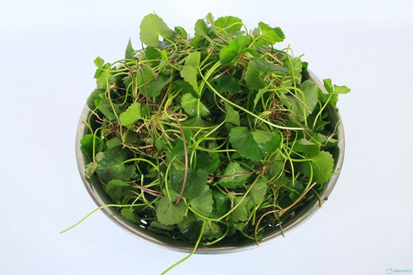 Cách trị vết thâm muỗi đốt tốt nhất là rau má