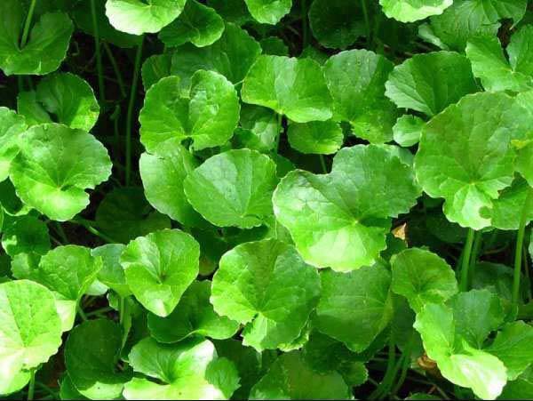 Cách trị sẹo lồi lâu năm bằng phương pháp dân gian