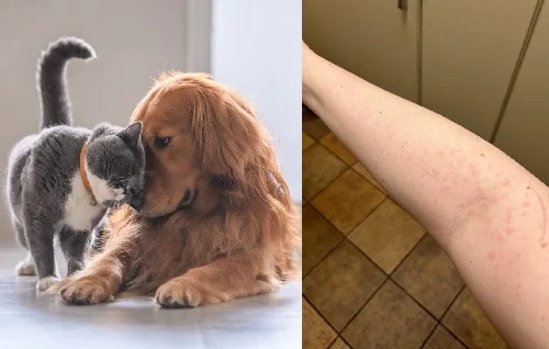 Dị ứng lông mèo, lông chó: Mẹo nhận biết và hướng xử lý