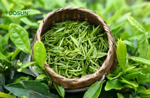 Cách chữa rôm sảy bằng lá trà xanh