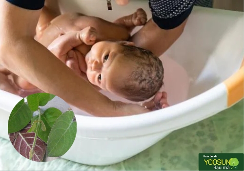 Cách tắm lá mơ lông cho trẻ sơ sinh