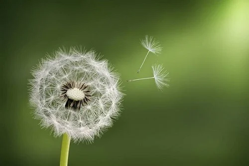 dị ứng phấn hoa có nguy hiểm không