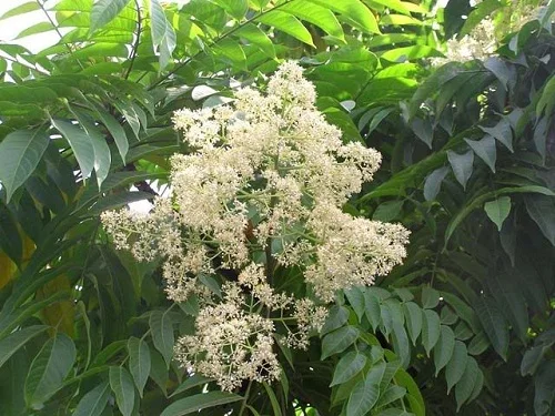 Dị ứng phấn hoa xoan