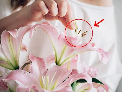 Dị ứng với phấn hoa ly