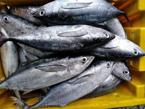 Bị di ứng cá ngừ phải làm sao