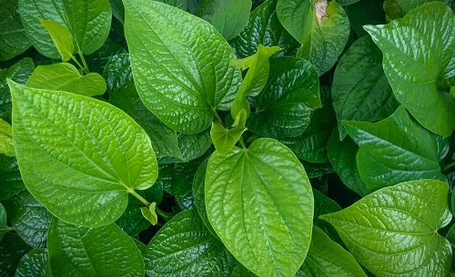 Bị ong chích làm sao để mau hết sưng