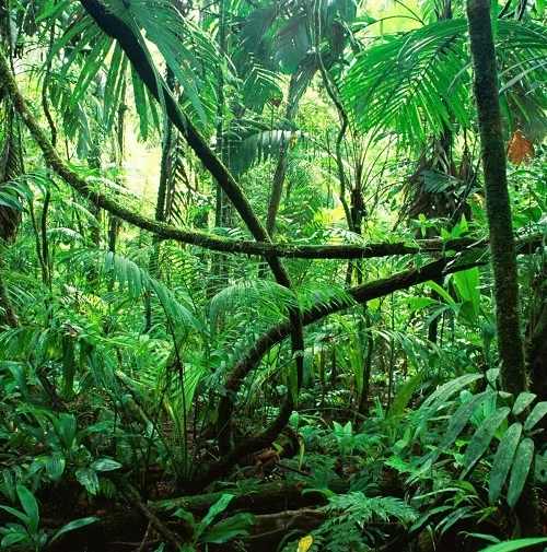 Nguyên nhân bị mò đỏ cắn