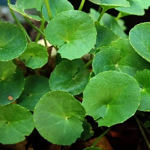 Bị dị ứng bia rượu thì phải làm sao