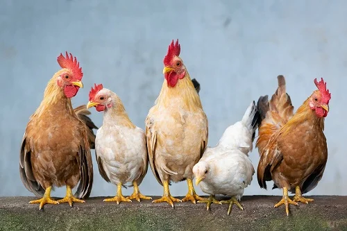 Bị dị ứng thịt gà là gì