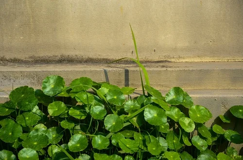 Cách chữa dị ứng dứa