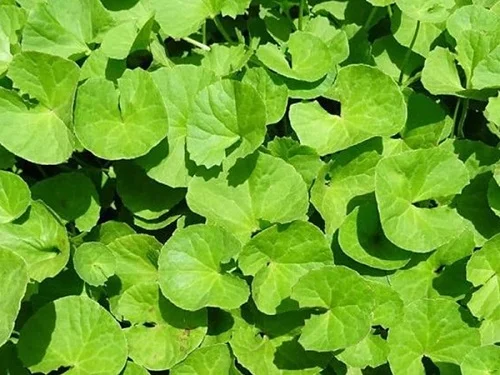 Dị ứng thịt gà thì phải làm sao