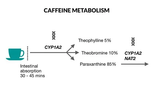 Những nguyên nhân dị ứng với caffeine