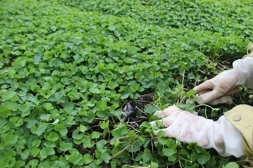 bé bị dị ứng sữa tắm phải làm sao