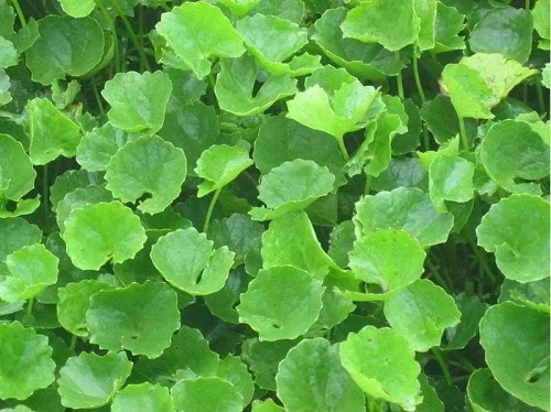 Bị dị ứng kem trộn phải làm sao khắc phục