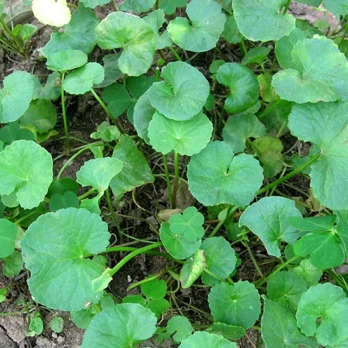 Bị dị ứng thịt bò phải làm sao nhanh hết