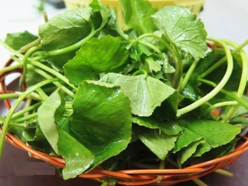 Bị dị ứng vớt ớt phải làm sao 