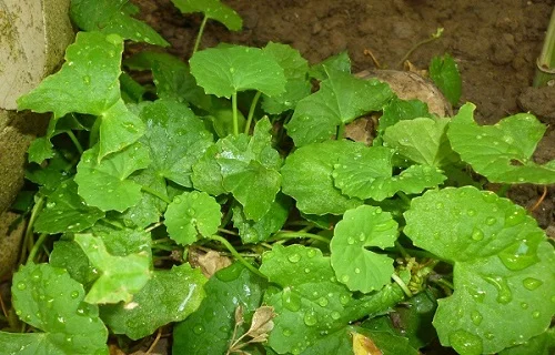Cách chữa dị ứng chuối