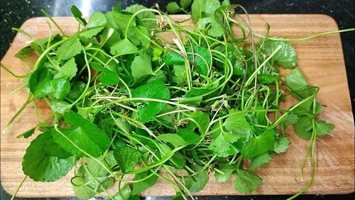 Cách chữa dị ứng côn trùng đốt hiệu quả