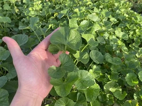 Cách xử lý khi bị dị ứng vàng