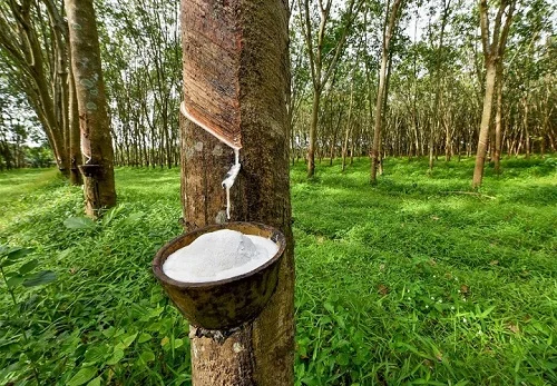 Dị ứng chuối có nguy hiểm không