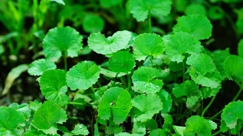 Nên làm gì khi bị dị ứng kem chống nắng