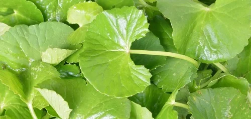 bị dị ứng có phải truyền nước không