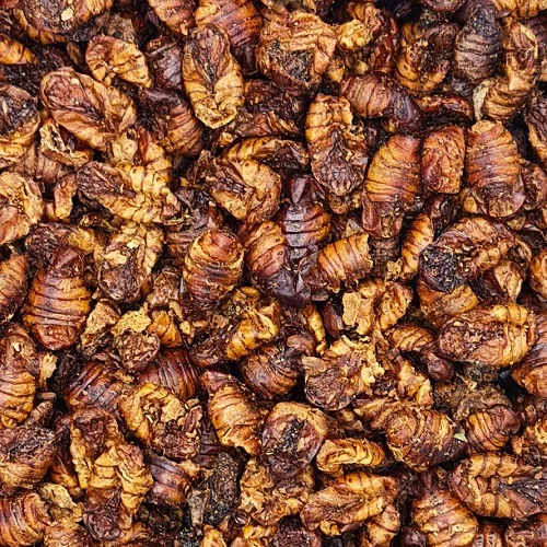 bị dị ứng nhộng tằm phải làm sao