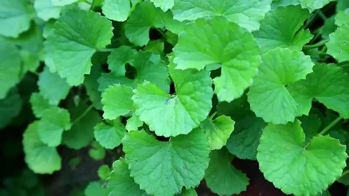 Bị dị ứng với nước rửa chén phải làm sao