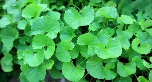 Dị ứng uống nước chanh như thế nào