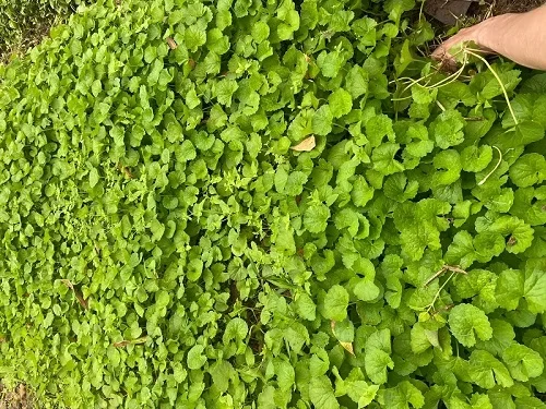 Dị ứng có ngồi quạt được không