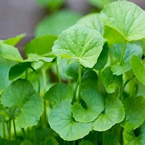 Sốt dị ứng nổi mề đay