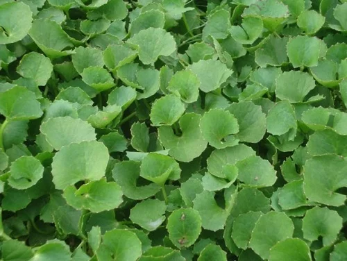 Trẻ bị dị ứng sữa mẹ phải làm sao