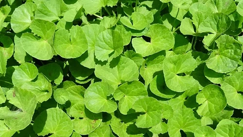 Cách chữa dị ứng cà phê
