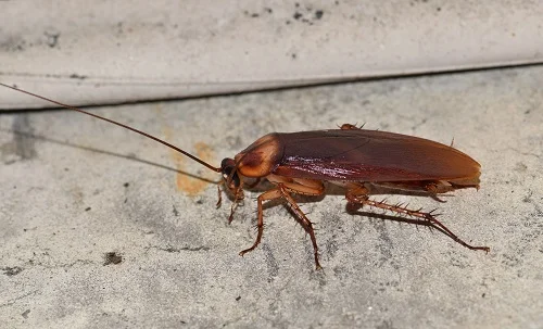 Dị ứng với gián