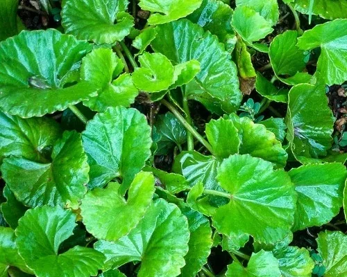 Liệu mẹ bị dị ứng cho con bú được không