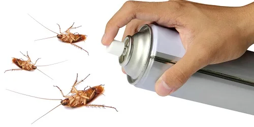 Phòng tránh bị dị ứng con gián
