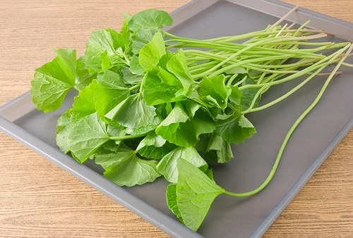 bị dị ứng thoa dầu gió được không