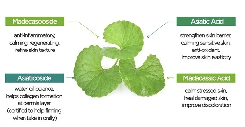 centella asiatica extract là gì trong mỹ phẩm 
