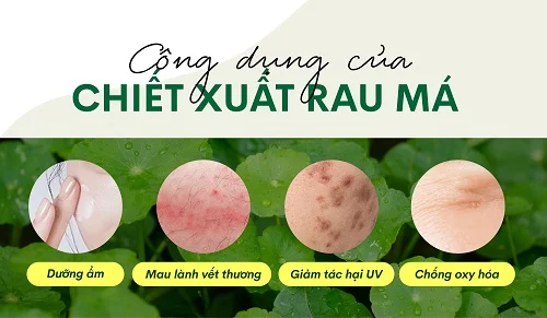 chiết xuất rau má có tác dụng gì