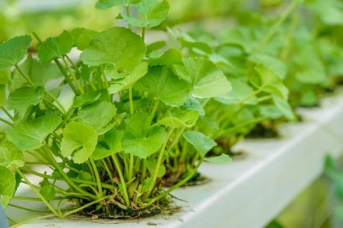 (Chiết xuất rau má) Centella Asiatica Extract là gì? Có tác dụng gì?