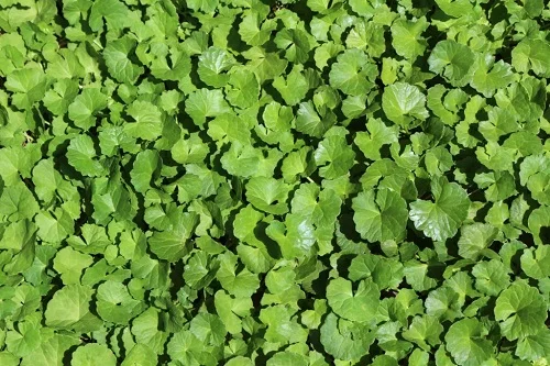 Dị ứng sưng mắt bao lâu thì hết