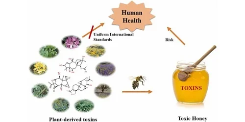 Nguyên nhân bị dị ứng với mật ong