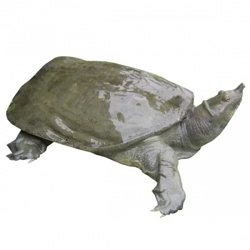 ăn ba ba có bị dị ứng không