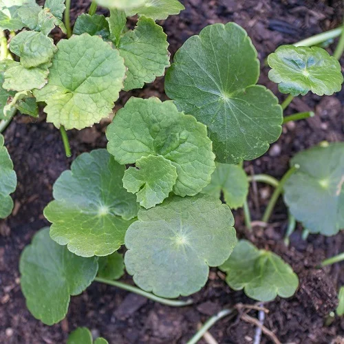 Ăn gluten dị ứng