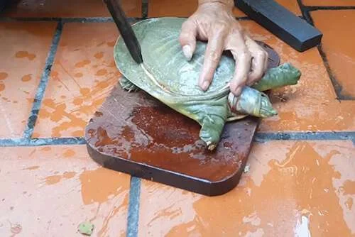 Cách chữa dị ứng thịt baba