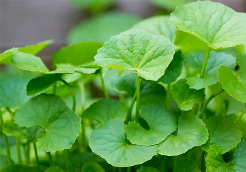 Mặt bị dị ứng nước mưa phải làm sao 