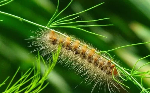 Người bị dị ứng lông sâu phải làm sao Bị dị ứng lông sâu phải làm sao