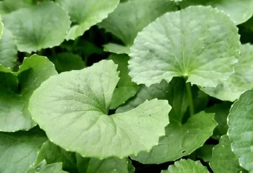 Dị ứng khi dùng nước tẩy trang