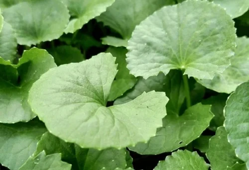 Hướng dẫn dùng retinol bị dị ứng Dùng retinol bị dị ứng