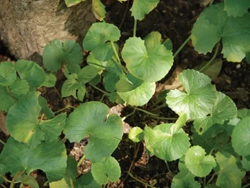 Sữa tắm cho bé viêm da cơ địa nên chứa thành phần thiên nhiên Sữa tắm cho bé viêm da cơ địa